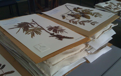 The Herbarium