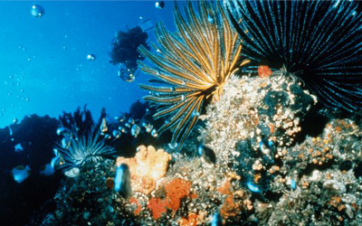 Marine Natural Products Laboratory