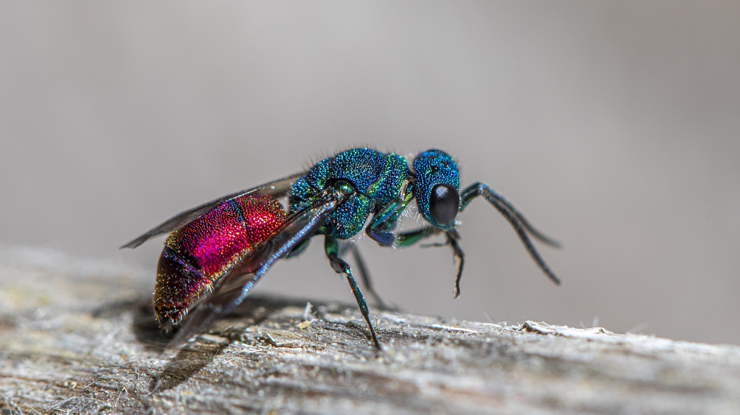 Faculty Members Department of Zoology and Entomology